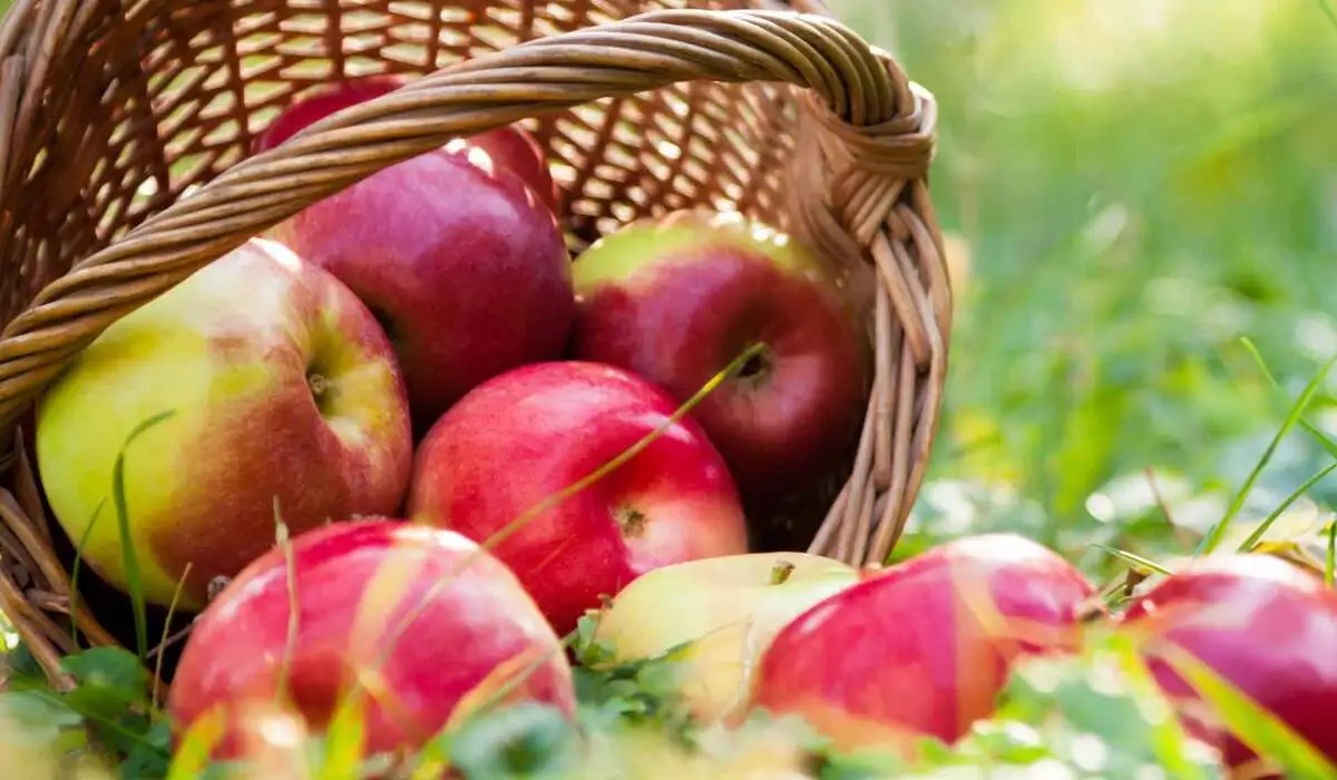 Descubra Os Incríveis Benefícios da Maçã para a Saúde