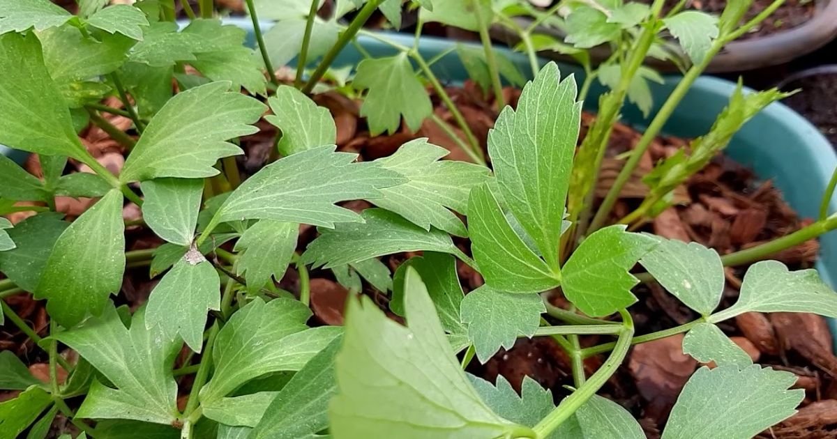 Conheça a planta idêntica ao caldo Knorr em aroma e sabor