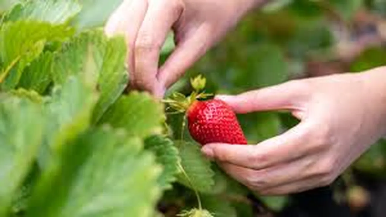 Conheça Os benefícios do morango para Sua Saúde