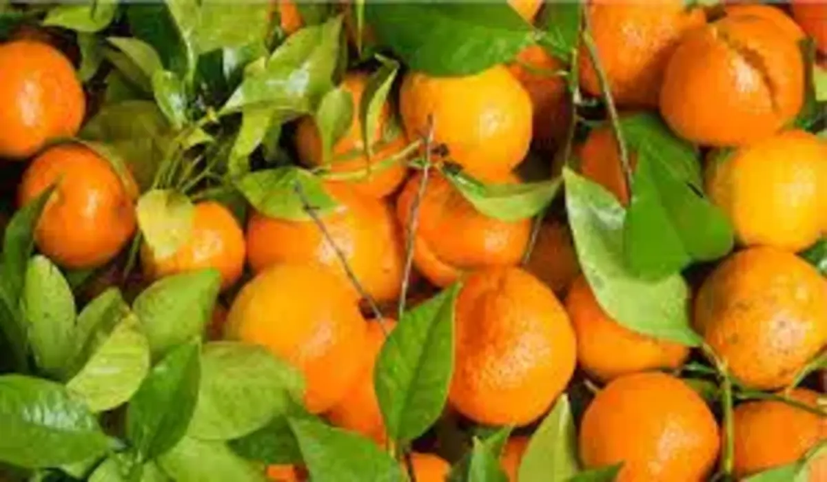 Benefícios Antioxidantes Da Tangerina