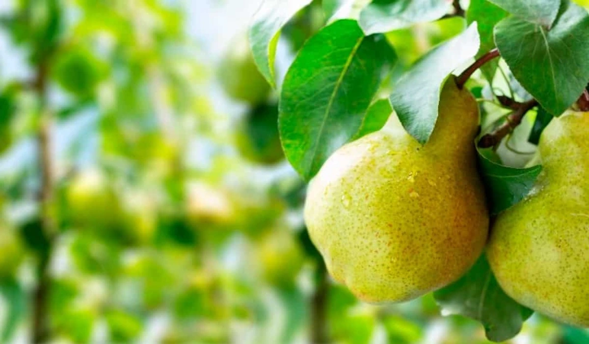 Pera Uma Fruta Rica em Nutrientes