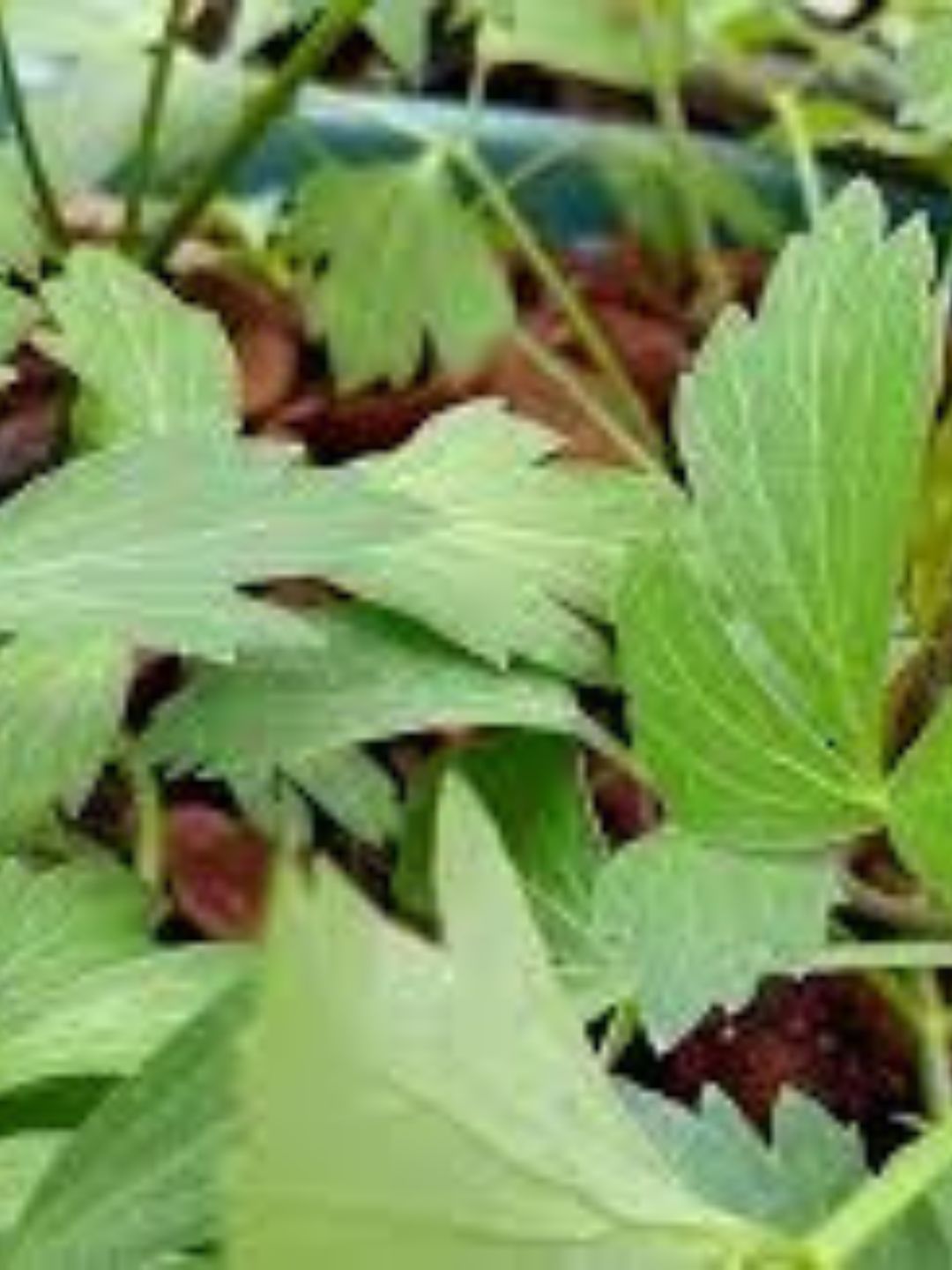 Planta idêntica ao caldo Knorr em aroma e sabor