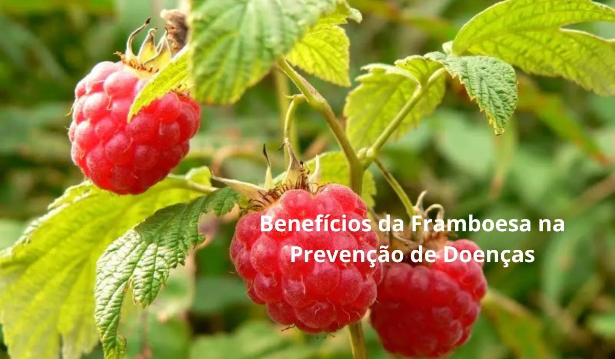 Benefícios da Framboesa na Prevenção de Doenças