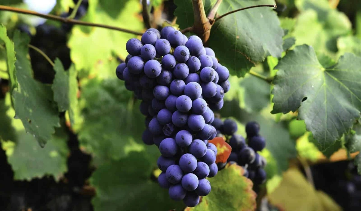 Os Benefícios da Uva para a Saúde do Coração e Cérebro