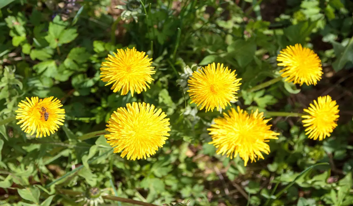 Benefícios Do Dente-de-leão
