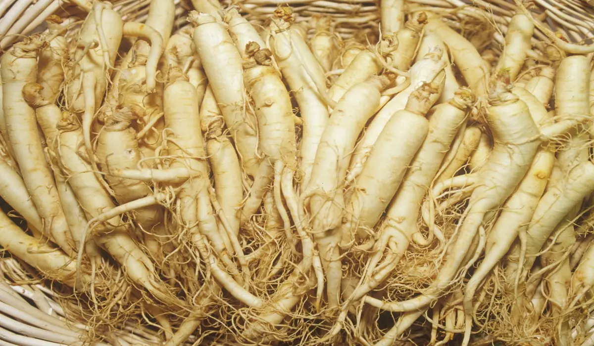 Benefícios Do Ginseng