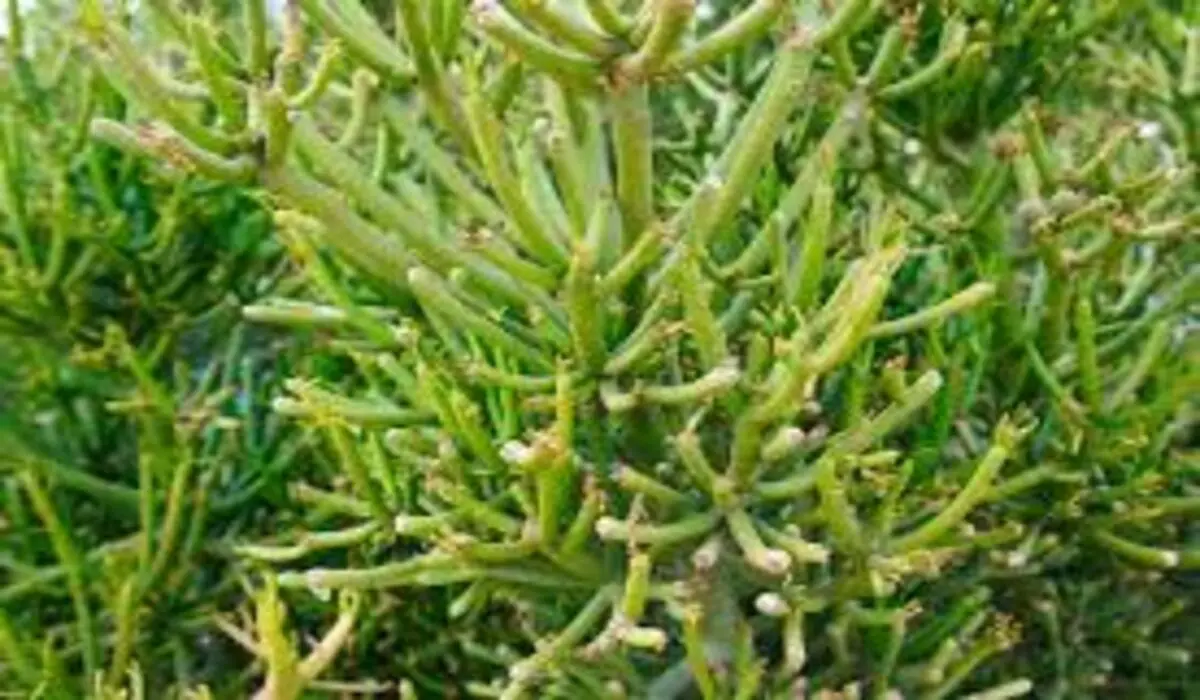 Aveloz para que serve