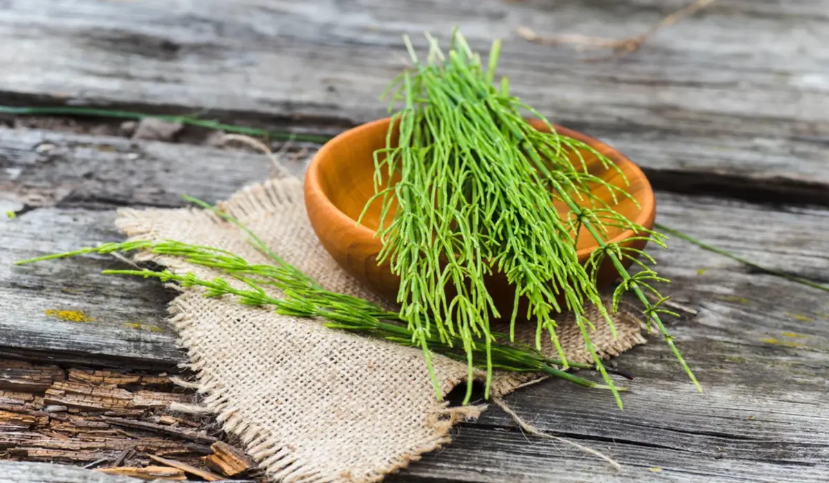 Os benefícios da cavalinha para os ríns e a pele