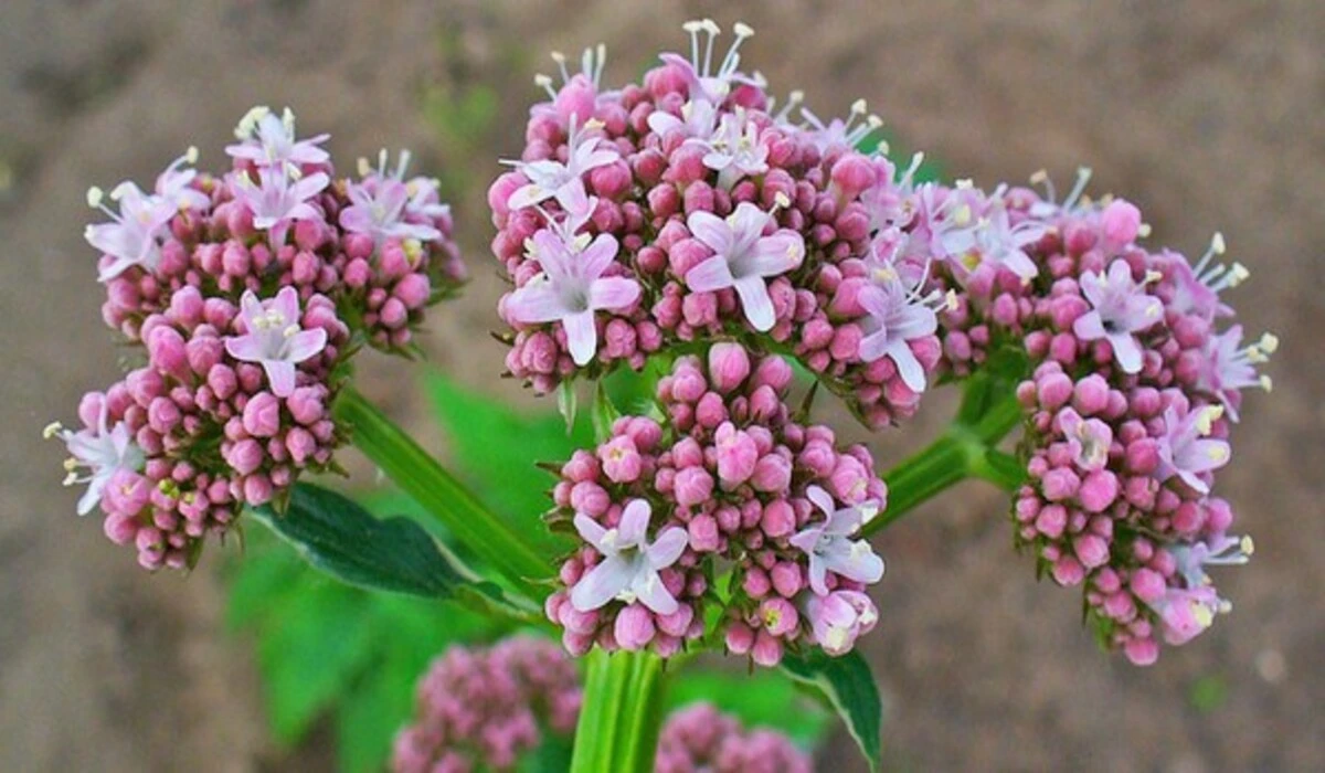 Os Benefícios da Valeriana