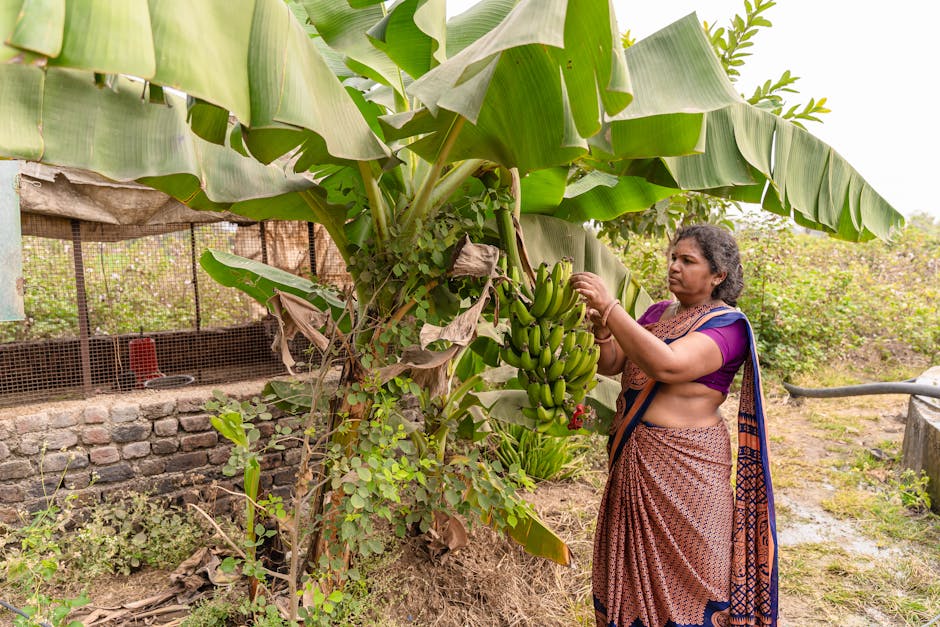 A woman harvesting bananas on a farm in Nagpur, India, showcasing traditional farming practices.