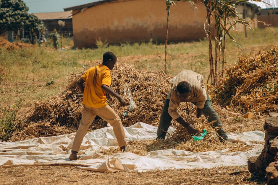 Two men engaged in farm work sorting harvest in rural setting under a sunny sky.