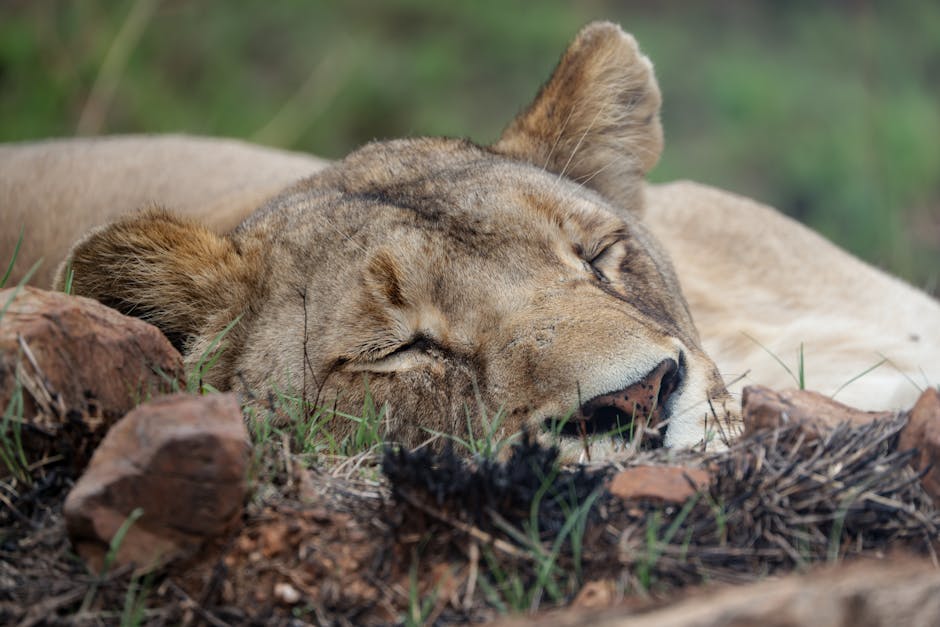 Peaceful lion rests on rocky terrain, showcasing wildlife tranquility in a natural setting.