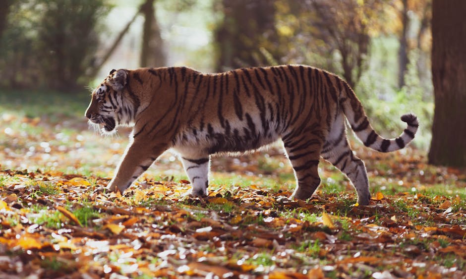 A majestic Siberian tiger walking through a forest with fallen autumn leaves.