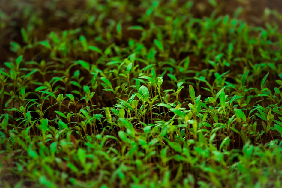 Close-up of vibrant green sprouts growing densely in a natural garden environment.