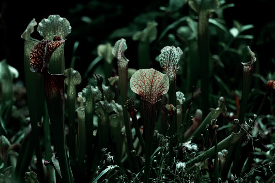 Intriguing close-up of wild pitcher plants with a dramatic and moody tone.